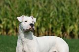 DOGUE ARGENTIN 338